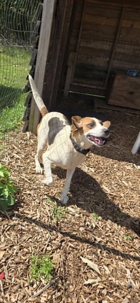 Loretta: Not At shelter (Wendy) - Photo 8