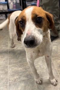 Loretta: Not At shelter (Wendy) - Photo 3