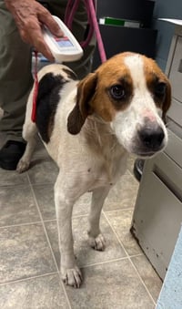 Loretta: Not At shelter (Wendy) - Photo 4