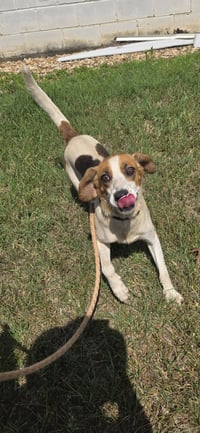 Loretta: Not At shelter (Wendy) - Photo 5