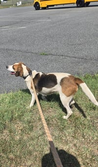 Loretta: Not At shelter (Wendy) - Photo 6