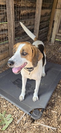 Loretta: Not At shelter (Wendy) - Photo 7