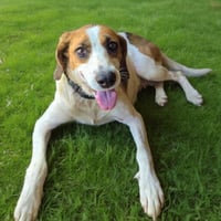 Loretta: Not At shelter (Wendy) - Photo 1