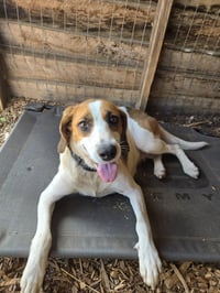Loretta: Not At shelter (Wendy) - Photo 2