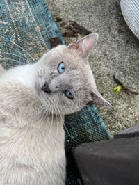 Artemis: Not at the shelter (Erica) - Photo 1