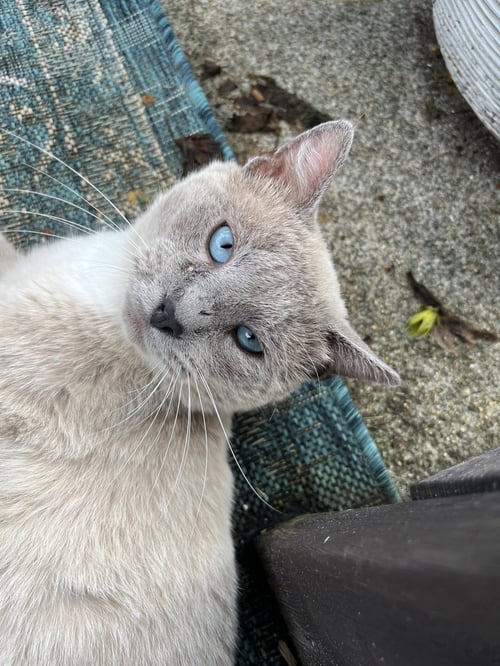 ARTEMIS: NOT AT THE SHELTER (ERICA) - Snowshoe available for adoption