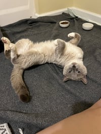 Artemis: Not at the shelter (Erica) - Photo 2