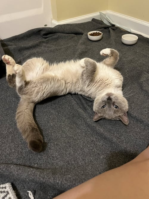 ARTEMIS: NOT AT THE SHELTER (ERICA) - Snowshoe available for adoption