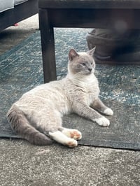 Artemis: Not at the shelter (Erica) - Photo 3