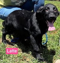 Latte: Not at shelter: Stacey - Photo 1