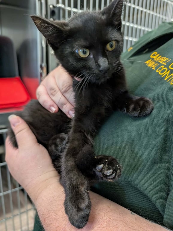 Ninja - At shelter Image