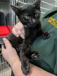 Ninja - At shelter - Photo 1