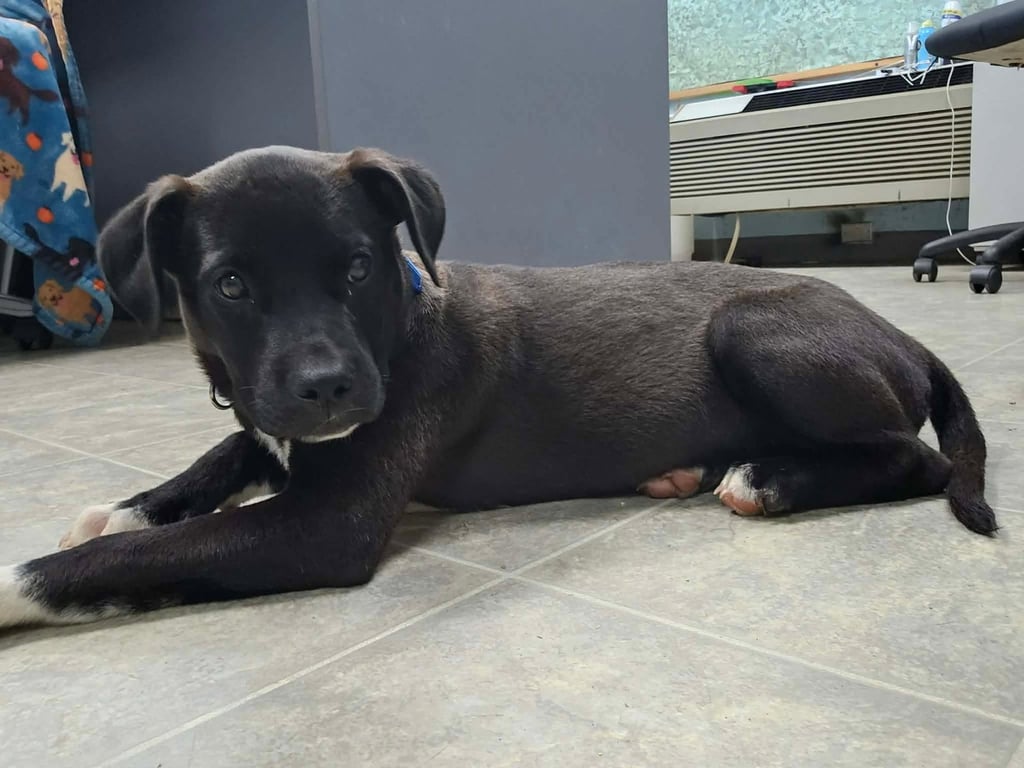 Joy - At shelter available 6/7 Image