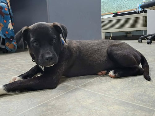 JOY - AT SHELTER AVAILABLE 6/7