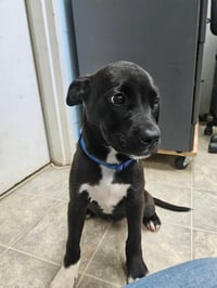 Joy - At shelter available 6/7 - Photo 2