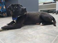 Joy - At shelter available 6/7 - Photo 3