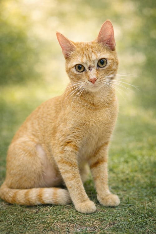 SISSY: NOT AT SHELTER (MAIA) - Domestic Short Hair available for adoption