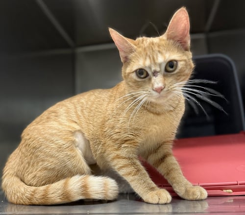 SISSY: NOT AT SHELTER (MAIA) - Domestic Short Hair available for adoption