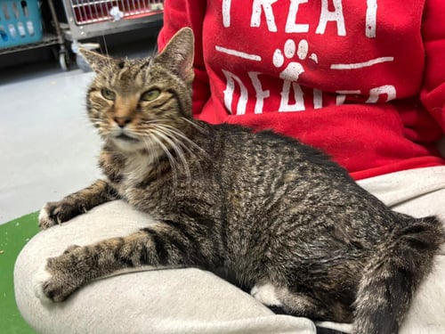 RUPERT: AT SHELTER - Domestic Short Hair available for adoption