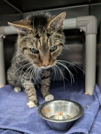 Rupert: At shelter - Photo 3