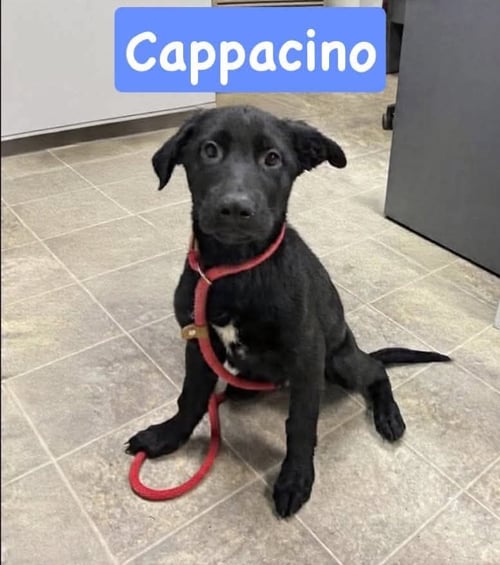 CAPPACINO: NOT AT SHELTER (PAM) - Golden Retriever / German Shepherd Dog available for adoption