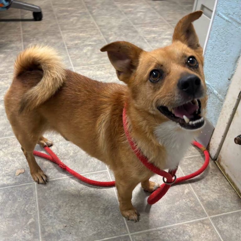 Steele - At shelter  available 7/16 Image