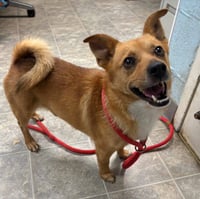 Steele - At shelter  available 7/16 - Photo 1