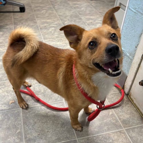 STEELE - AT SHELTER  AVAILABLE 7/16