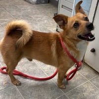 Steele - At shelter  available 7/16 - Photo 2