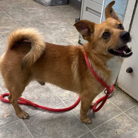 STEELE - AT SHELTER  AVAILABLE 7/16 - Pomeranian available for adoption