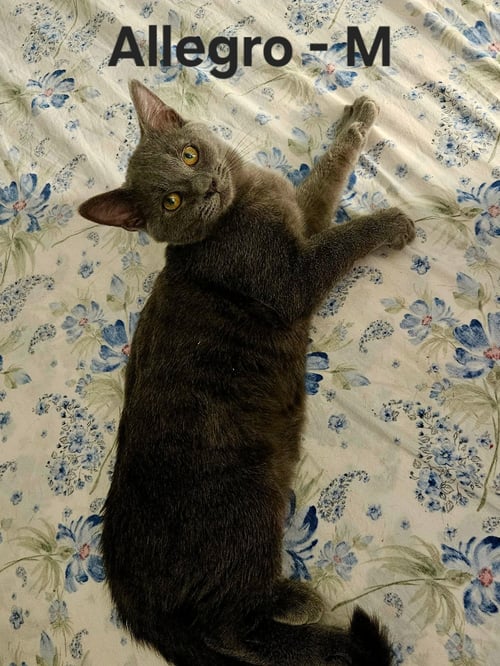 ALLEGRO - NOT AT SHELTER (KENDRA) - Domestic Short Hair available for adoption