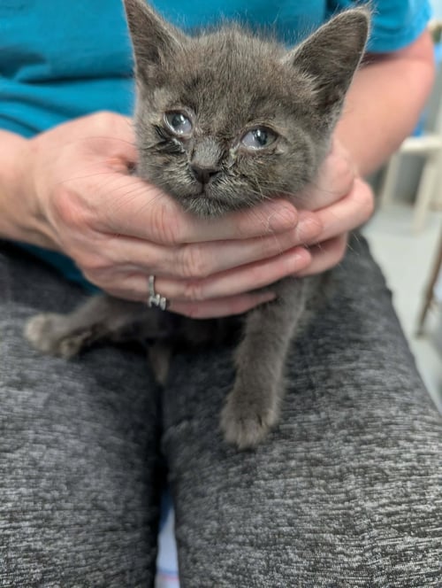 ALLEGRO - NOT AT SHELTER (KENDRA) - Domestic Short Hair available for adoption