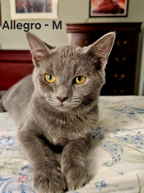 ALLEGRO - NOT AT SHELTER (KENDRA) - Domestic Short Hair available for adoption
