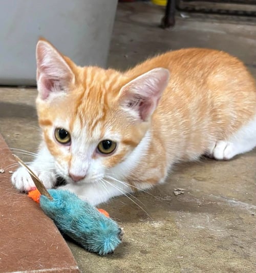 DON HENLEY: NOT AT SHELTER (BARBE) - Domestic Short Hair available for adoption