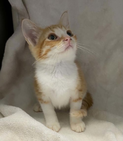 DON HENLEY: NOT AT SHELTER (BARBE) - Domestic Short Hair available for adoption