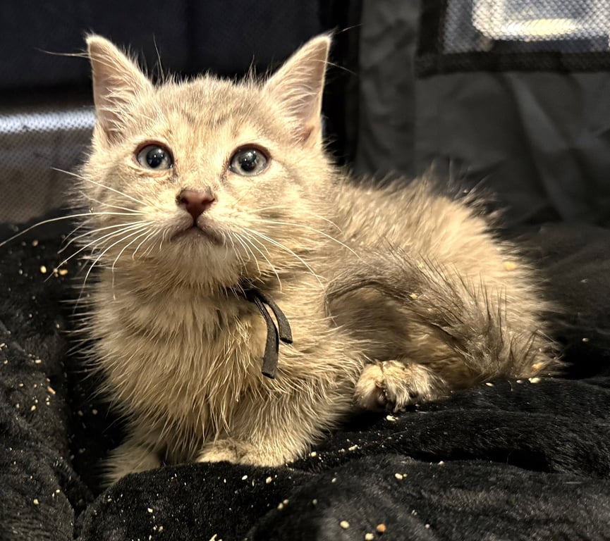 BBQ Not at the shelter (Faith) Av 6/15 Image