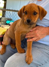 Sir Barks A Lot: at the shelter - Photo 1