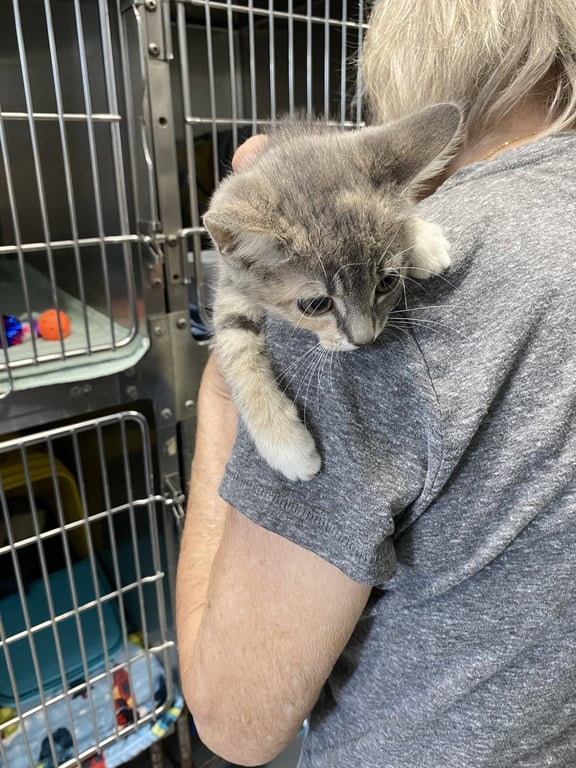 Tunamelt - Not at shelter (Mary) Image