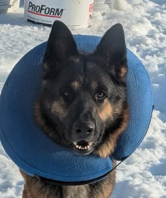 Zeus GSD: not at the shelter (Joan) Image