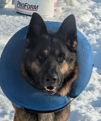 Zeus GSD: not at the shelter (Joan) - Photo 1