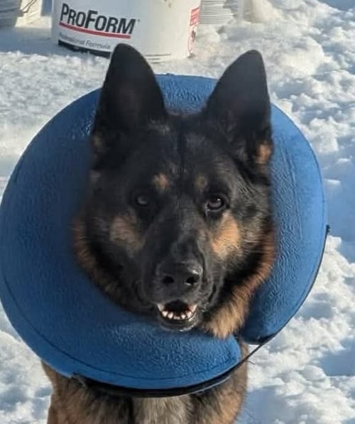 ZEUS GSD: NOT AT THE SHELTER (JOAN) - German Shepherd Dog for adoption in Lynchburg