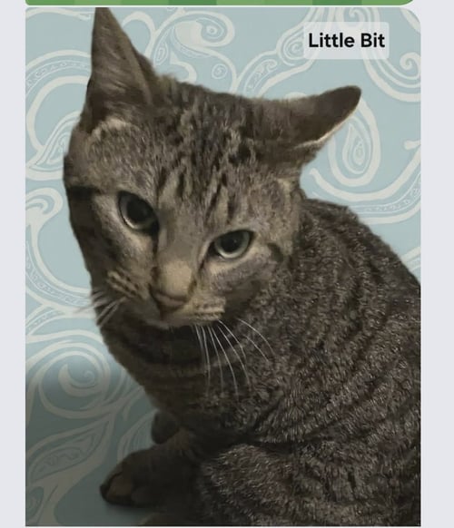 LITTLE BIT:  VISIT AT PETSMART - Domestic Short Hair available for adoption