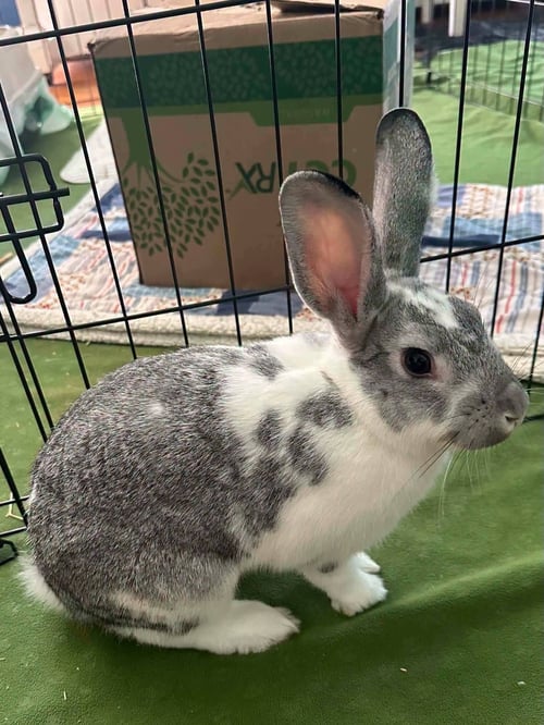 ANTHONY "HOP"KINS (TONY) - Bunny Rabbit available for adoption