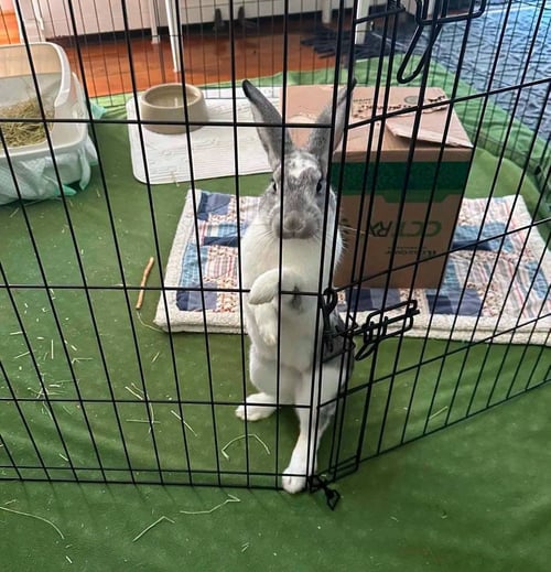 ANTHONY "HOP"KINS (TONY) - Bunny Rabbit available for adoption