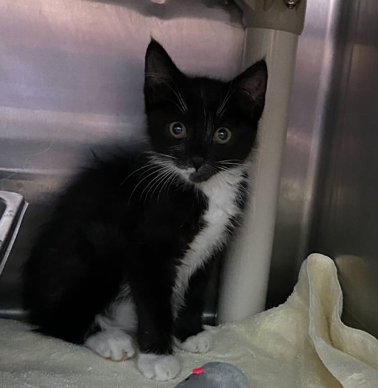 Adele - At shelter Image