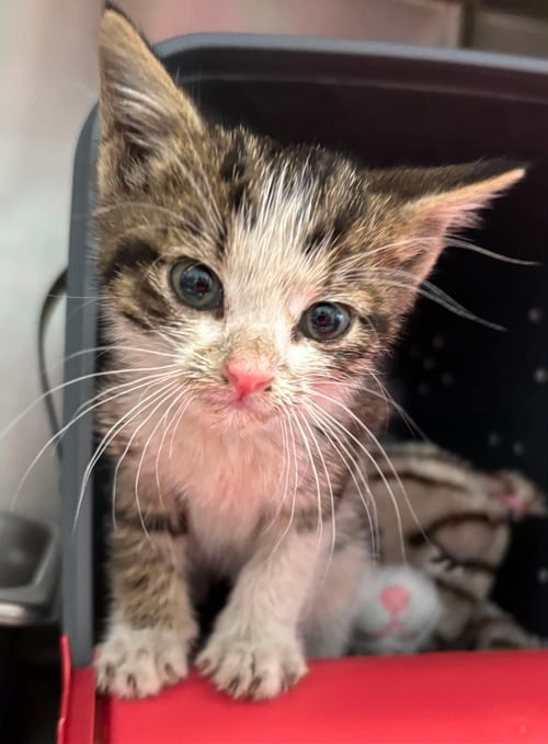 THESPIAN - NOT AT SHELTER (KRISTY) - Domestic Short Hair available for adoption