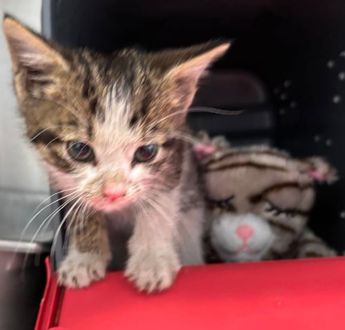 THESPIAN - NOT AT SHELTER (KRISTY) - Domestic Short Hair available for adoption