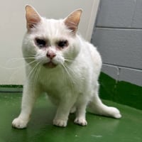 Reed: Not at shelter (Wendy) - Photo 1