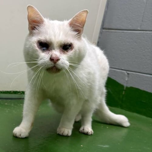 REED: NOT AT SHELTER (WENDY) - Domestic Short Hair available for adoption