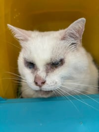 Reed: Not at shelter (Wendy) - Photo 2